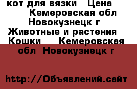 кот для вязки › Цена ­ 1 500 - Кемеровская обл., Новокузнецк г. Животные и растения » Кошки   . Кемеровская обл.,Новокузнецк г.